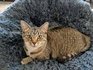 lot 10810 image: Swity Home Dog Bed Cat Bed Ultra Soft Donut Cuddler Nest Warm Plush Dog Cat Cushion Soft Plush Round Pet Bed for Cats Small Dogs Self Warming Indoor Round Pillow Cuddler (Dark Grey)