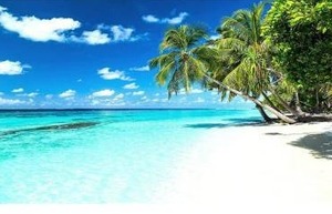 lot 10830 image: Reyhui Palm Tree Wall Mural Tropic Paradise Beach Seascape Murals Wallpaper for Walls Bedroom Living Room Bedroom TV Background Kids Room Decoration, 108Inx75In (275x191cm)