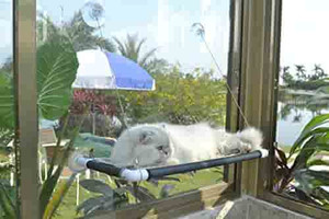 lot 63445 image: Cat Window Perch, Cat Bed Sunny Seat Safety and Space Saving Window Mounted Cat Hammock (Black Premium Set)
