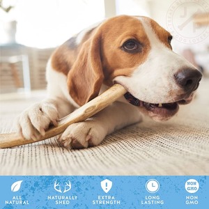 lot 24555 image: Jack and Pup Antler Chews for Dogs - 8 inch Premium Grade Elk Antler - Retail $24.99