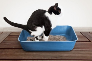 lot 2008 image: Fresh Step Advanced Simply Unscented Clumping Cat Litter Recommended by Vets