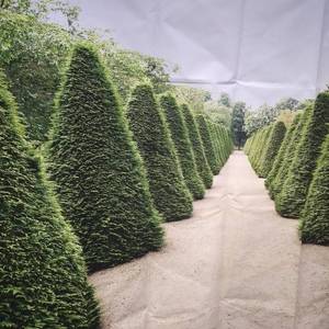 lot 9092 image: TREE TAPESTRY  WALL DECOR OR PHOTO BACKGROUND