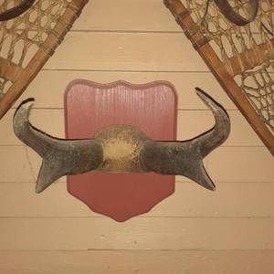 lot 1433 image: Pronghorn Antelope antlers. From tip to tip...8 inches. Left side tip is broken.. see pictures