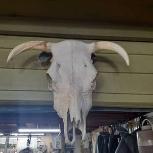 lot 3075 image: Buffalo skull. Approximately 18 inches tall