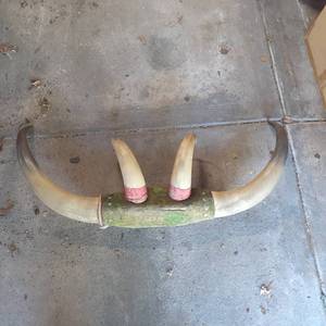 lot 3077 image: (4) Horns. Steer horns and more. Approximately 28 inches from tip to tip