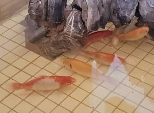 lot 99 image: 7 Koi Fish - Approx 5 to 8 Inches Long - See Video