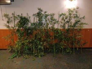 lot 124 image: Lot of 16 Faux Bamboo Stems - 62 Tall & a Few 4 Tall