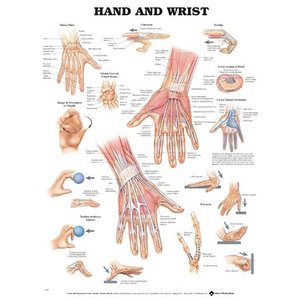 lot 50958 image: Hand and Wrist Anatomical Chart, 26in x 20in