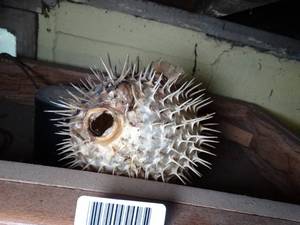 lot 1686 image: Mrs Puff  Taxidermy Fish