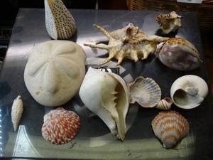 lot 1742 image: Collection of Sea Shells