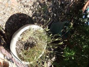 lot 1919 image: Large and Small Planters