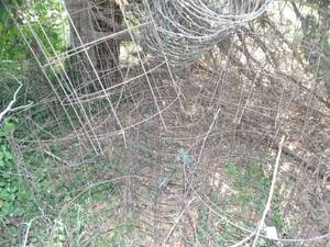 lot 1965 image: Several Tomato Cages Hiding in the Trees