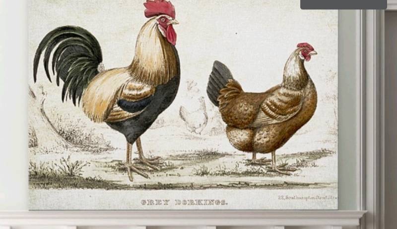 lot 70531 image: WEXFORD HOME ROOSTER SKETCH I GALLERY Damage See Pictures