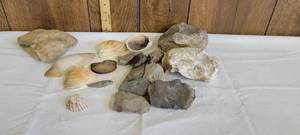lot 1434 image: Seashells and rocks