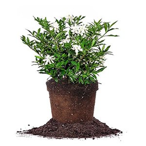lot 28691 image: Perfect Plants Frostproof Gardenia Live Plant, 1 Gallon Pot  (Factory sealed)