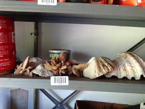 lot 1008 image: Interesting Mix of Small and Large Shells