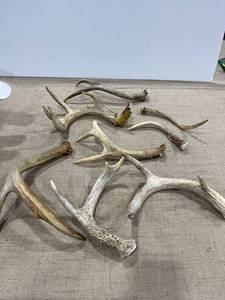 lot 1180 image: A variety of antlers