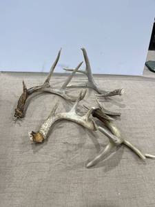 lot 1181 image: A variety of antlers