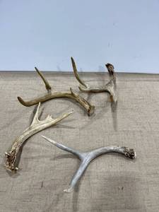 lot 1182 image: A variety of antlers
