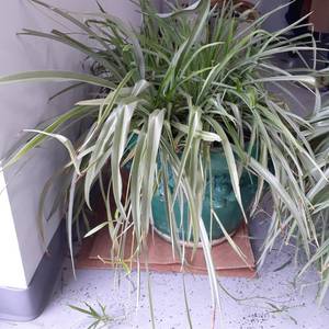 lot 3000 image: Live plant
