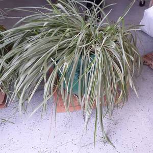 lot 3001 image: Another live plant