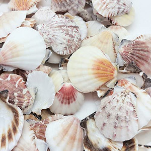 lot 31762 image: PEPPERLONELY Sea Shells Mixed Pecten Nobilis Scallop, Various Size, 1-12 Inch  2-12 Inch, 800 Gram, Apprx.120 PC Sea Shells