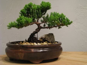 lot 45860 image: Japanese Zen tree fake House Plants for Indoor and Outdoor Garden - Dwarf Trees in Container Pot