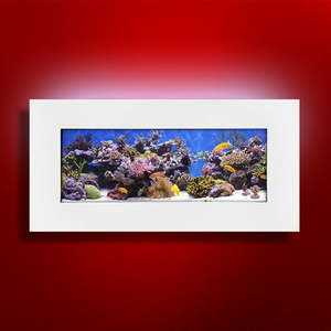 lot 27667 image: Aussie Aquariums 2.0 Wall Mounted Aquarium - Skyline - Matte White