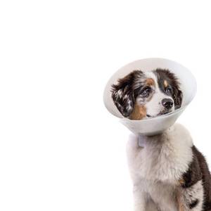 lot 8126 image: Pivetal Baxter E-Collar - Clear Elizabethan Dog Collar, Size 30 (Large Dog), 10 Pack