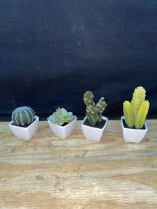 lot 36733 image: 5 Nattol Artificial Mini Succulent &amp Cactus Plants in White Cube-Shaped Pots for Home Decor (Lot of 4)