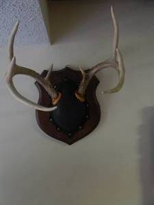 lot 2800 image: 8 Point Deer Antlers, Mounted