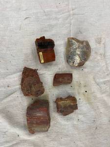 lot 3888 image: petrified wood.