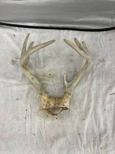 lot 3890 image: deer antler
