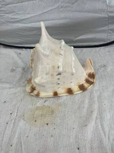 lot 3892 image: huge sea shell