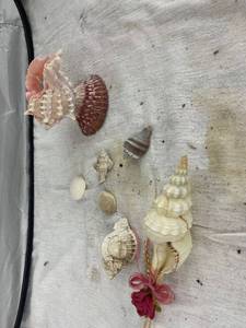 lot 3893 image: sea shell lot