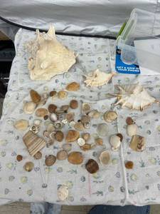 lot 4011 image: sea shell lot