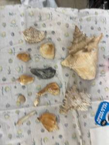 lot 4012 image: sea shell lot