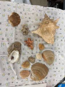 lot 4013 image: sea shell lot