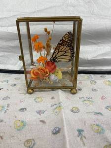 lot 4076 image: real butterfly in glass vase