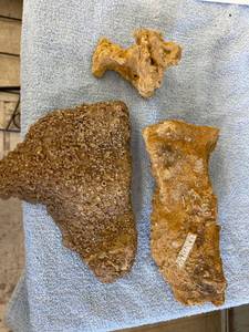 lot 3053 image: 5 Fossil rocks