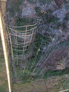 lot 5016 image: Tomato Cages