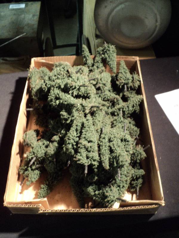 lot 5063 image: (100) ct. lot HO Scale 4 Evergreen trees