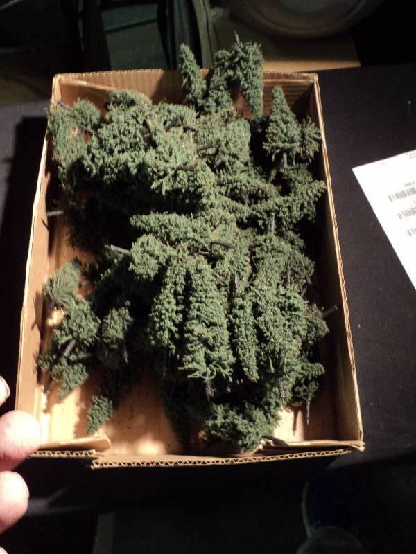 lot 5064 image: (100) ct. lot HO Scale 4 Evergreen trees