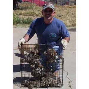 lot 1145 image: Rugged Ranch SQRTO Squirrelinator Trap CatchMor Live Animal 2 Door Metal Cage