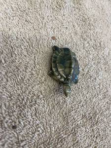 lot 5407 image: small ceramic turtle