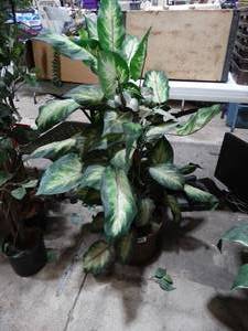 lot 1361 image: 3 ft artificial plant