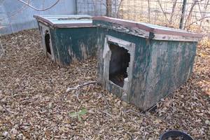 lot 18004 image: Two Dog Houses