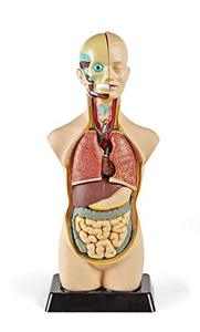 lot 58422 image: Hand2mind Tabletop Human Torso Model, Anatomically Accurate Kit  (19)