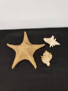 lot 6528 image: lot of shells