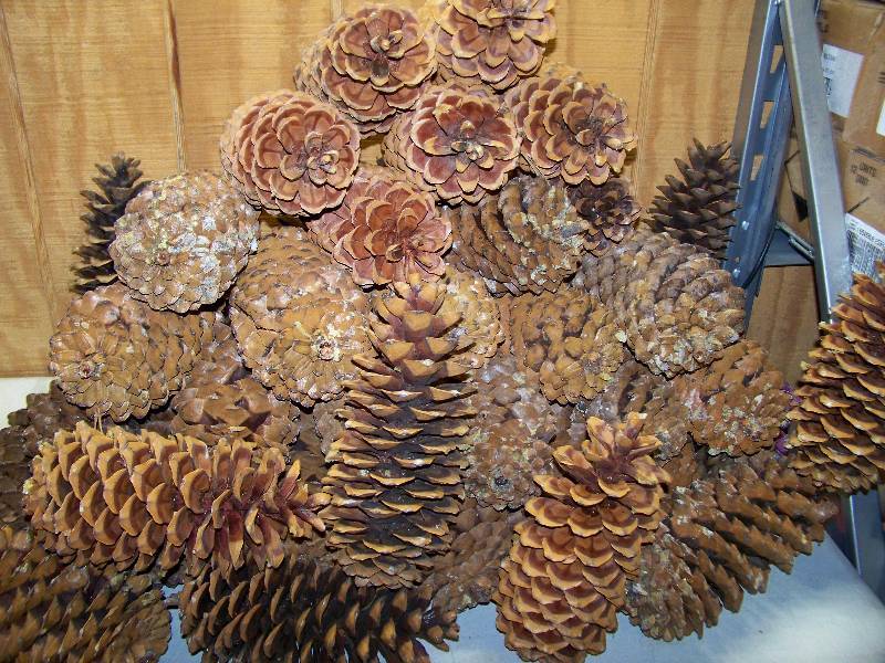 lot 435 image: 41 Sugar Pine Cones